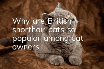 Why are British shorthair cats so popular among cat owners?
