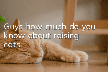 Guys, how much do you know about raising cats?