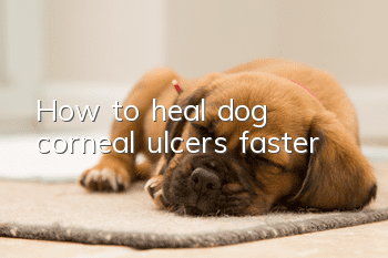 How to heal dog corneal ulcers faster