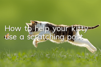How to help your kitty use a scratching post?