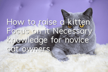 How to raise a kitten? Focus on it! Necessary knowledge for novice cat owners