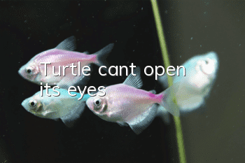Turtle can't open its eyes