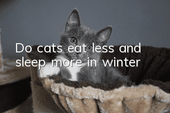 Do cats eat less and sleep more in winter?