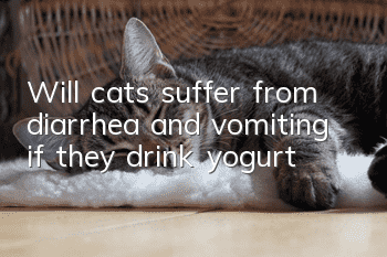Will cats suffer from diarrhea and vomiting if they drink yogurt?