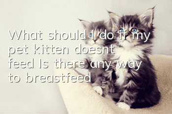 What should I do if my pet kitten doesn’t feed? Is there any way to breastfeed?