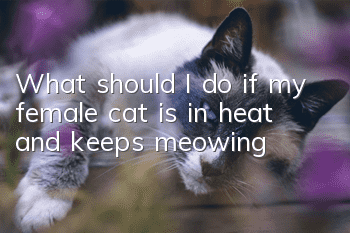 What should I do if my female cat is in heat and keeps meowing?