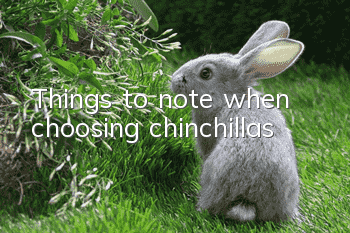 Things to note when choosing chinchillas
