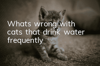 What's wrong with cats that drink water frequently?