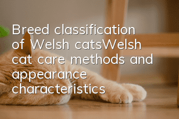 Breed classification of Welsh cats_Welsh cat care methods and appearance characteristics
