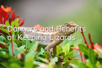Dangers and Benefits of Keeping Lizards