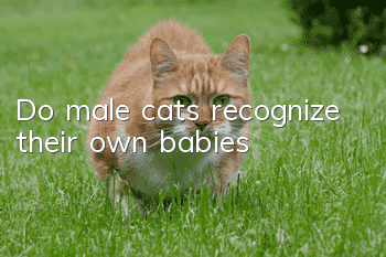 Do male cats recognize their own babies?