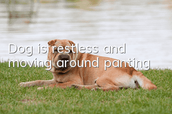 Dog is restless and moving around panting