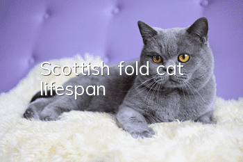 Scottish fold cat lifespan