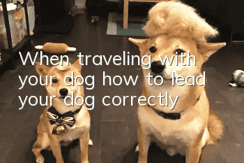 When traveling with your dog, how to lead your dog correctly?