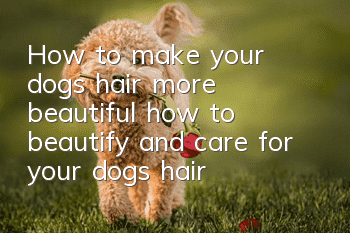 How to make your dog’s hair more beautiful, how to beautify and care for your dog’s hair