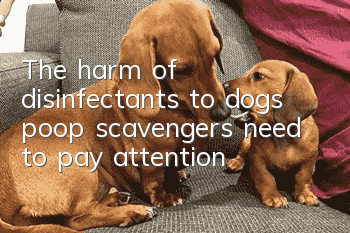 The harm of disinfectants to dogs, poop scavengers need to pay attention!