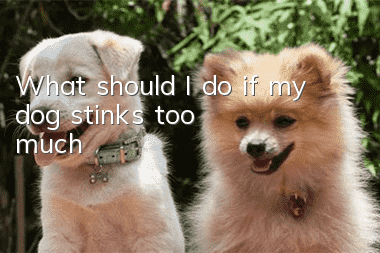What should I do if my dog stinks too much?