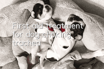 First aid treatment for dog choking trachea