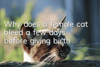 Why does a female cat bleed a few days before giving birth?