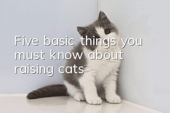 Five basic things you must know about raising cats