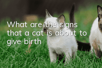 What are the signs that a cat is about to give birth?