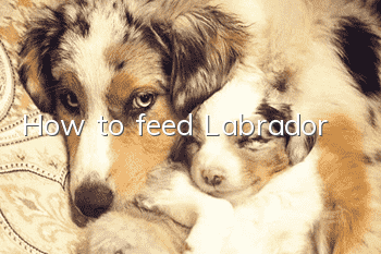 How to feed Labrador