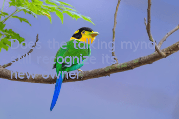 Does the talking myna still recognize its new owner?