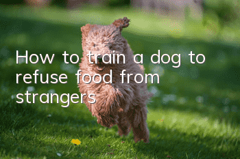 How to train a dog to refuse food from strangers