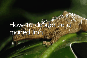 How to deodorize a maned lion