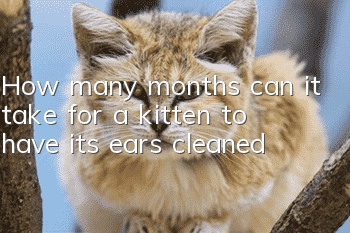 How many months can it take for a kitten to have its ears cleaned?