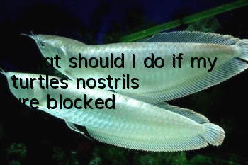 What should I do if my turtle’s nostrils are blocked?