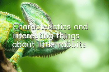 Characteristics and interesting things about little rabbits