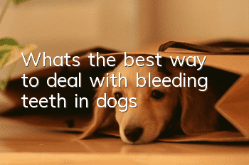 What’s the best way to deal with bleeding teeth in dogs?