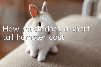 How much does a short tail hamster cost?