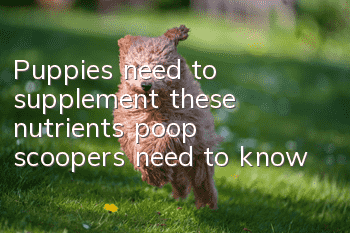 Puppies need to supplement these nutrients, poop scoopers need to know!