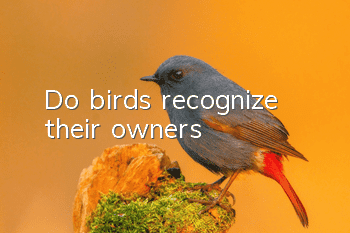 Do birds recognize their owners?