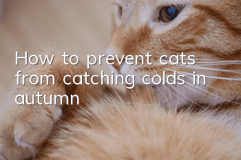 How to prevent cats from catching colds in autumn?