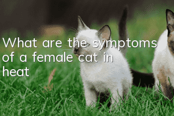 What are the symptoms of a female cat in heat?