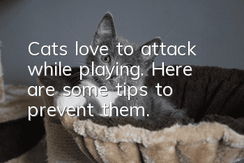 Cats love to attack while playing. Here are some tips to prevent them.