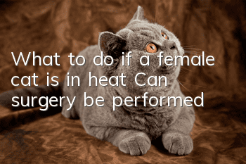 What to do if a female cat is in heat? Can surgery be performed?