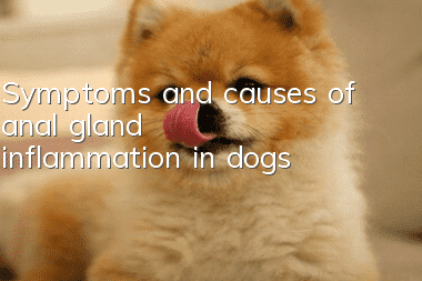 Symptoms and causes of anal gland inflammation in dogs