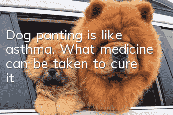 Dog panting is like asthma. What medicine can be taken to cure it?