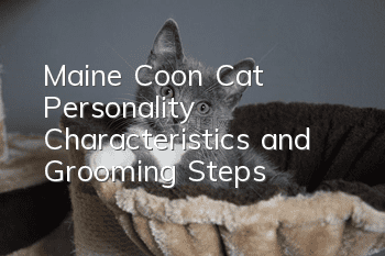 Maine Coon Cat Personality Characteristics and Grooming Steps