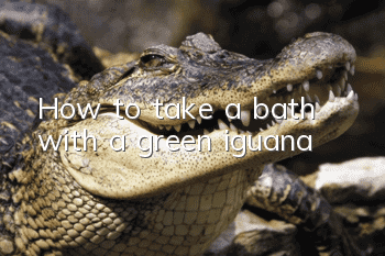 How to take a bath with a green iguana