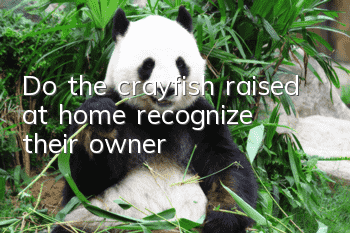 Do the crayfish raised at home recognize their owner?
