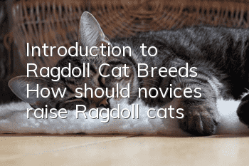 Introduction to Ragdoll Cat Breeds: How should novices raise Ragdoll cats?