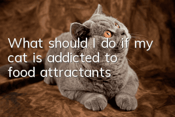 What should I do if my cat is addicted to food attractants?