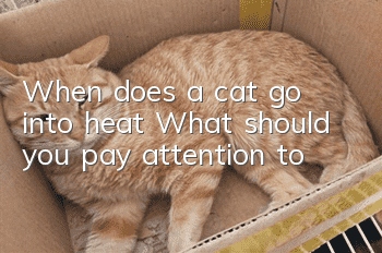 When does a cat go into heat? What should you pay attention to?