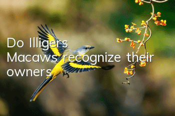 Do Illiger's Macaws recognize their owners?