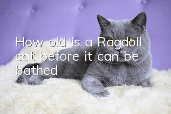 How old is a Ragdoll cat before it can be bathed?